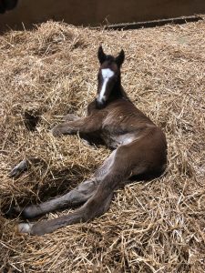 BC first foal Leisure 